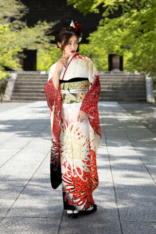 菊文様振袖_振袖_98133 | 呉服のもろふじ　柳川本店